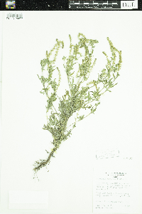 Ambrosia artemisiifolia image