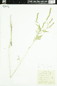 Ambrosia artemisiifolia image