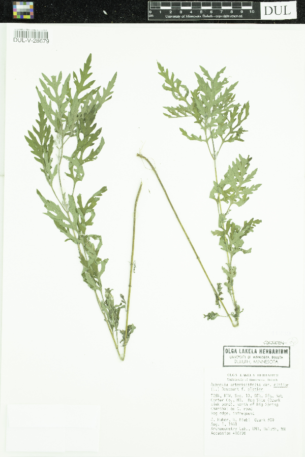 Ambrosia artemisiifolia image