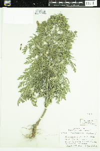 Ambrosia artemisiifolia image