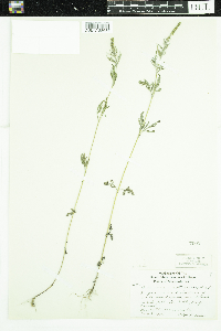 Ambrosia artemisiifolia image