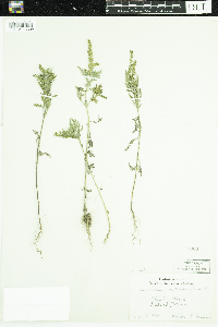 Ambrosia artemisiifolia image