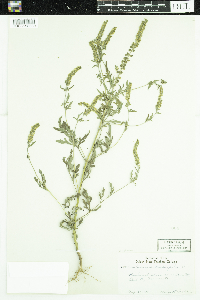 Ambrosia artemisiifolia image