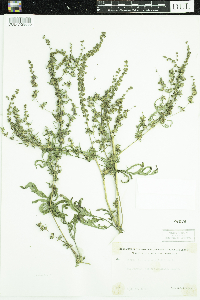 Ambrosia artemisiifolia image