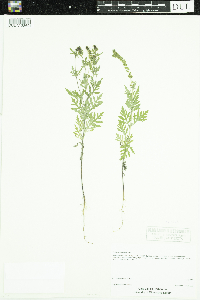 Ambrosia artemisiifolia image