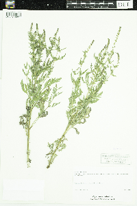 Ambrosia artemisiifolia image