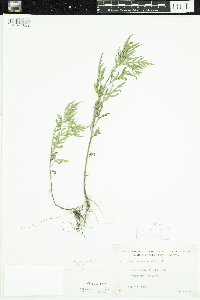 Ambrosia artemisiifolia image