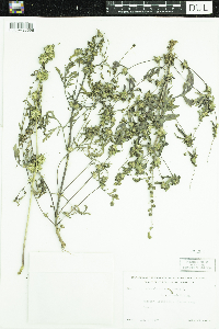 Media resource of Ambrosia artemisiifolia