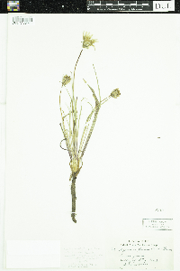 Agoseris glauca image