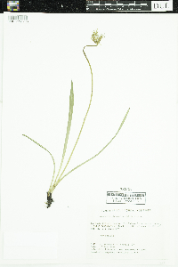 Agoseris glauca image