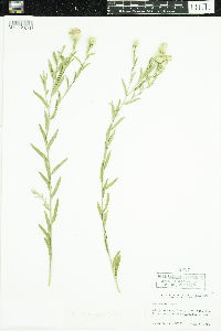 Media resource of Acroptilon repens