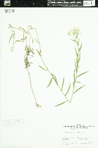 Achillea ptarmica image