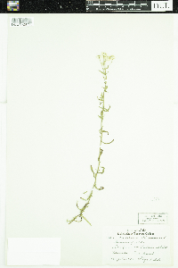 Achillea ptarmica image