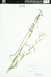 Achillea ptarmica image