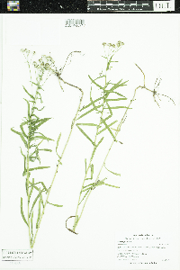 Achillea ptarmica image