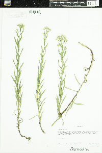 Achillea ptarmica image