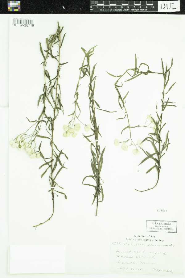 Achillea ptarmica image