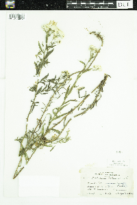 Achillea ptarmica image