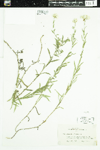 Achillea ptarmica image