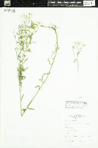 Achillea ptarmica image