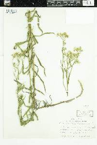 Achillea ptarmica image