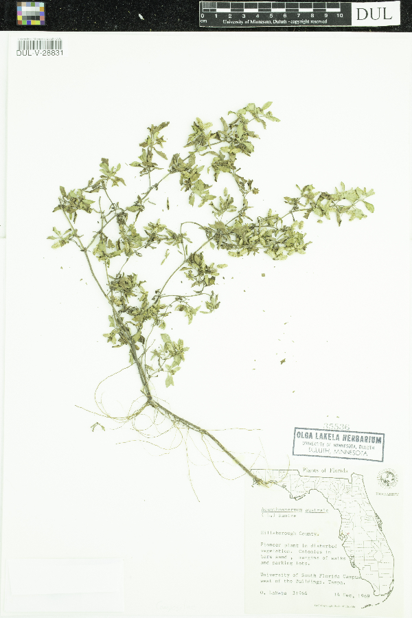 Acanthospermum australe image