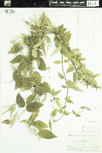 Media resource of Vincetoxicum nigrum