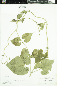 Cynanchum laeve image