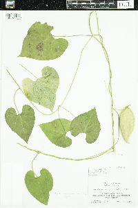 Cynanchum laeve image