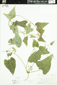 Cynanchum laeve image