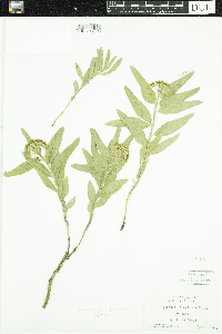Asclepias lanuginosa image