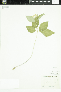 Asclepias quadrifolia image