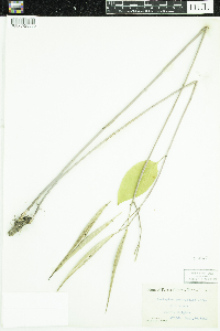 Asclepias quadrifolia image