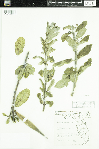 Asclepias tomentosa image