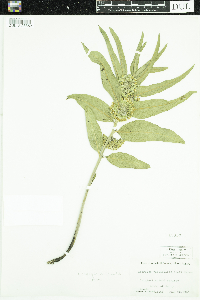 Asclepias viridiflora image