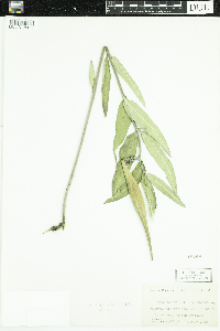 Asclepias viridiflora image