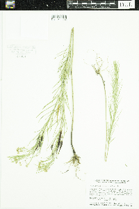 Asclepias verticillata image