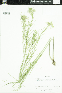 Asclepias verticillata image