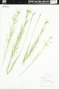 Asclepias verticillata image