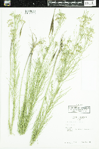 Asclepias verticillata image