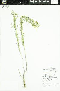 Asclepias verticillata image