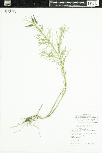 Asclepias verticillata image