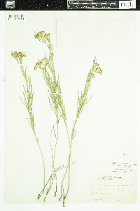 Asclepias verticillata image