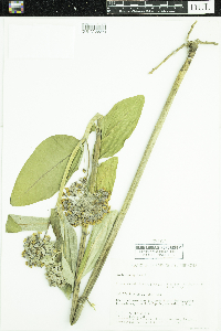thumbnail image of current specimen