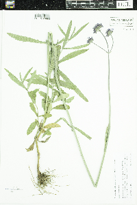 Verbena bonariensis image