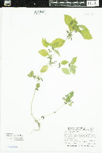 Pilea fontana image