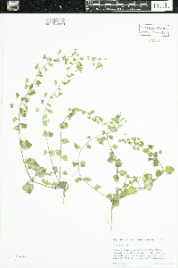 Veronica persica image