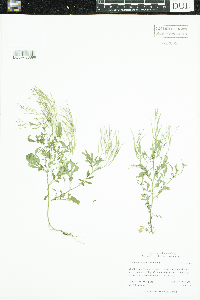 Cardamine flexuosa image