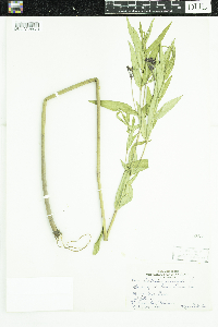 thumbnail image of current specimen