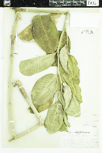 Asclepias speciosa image